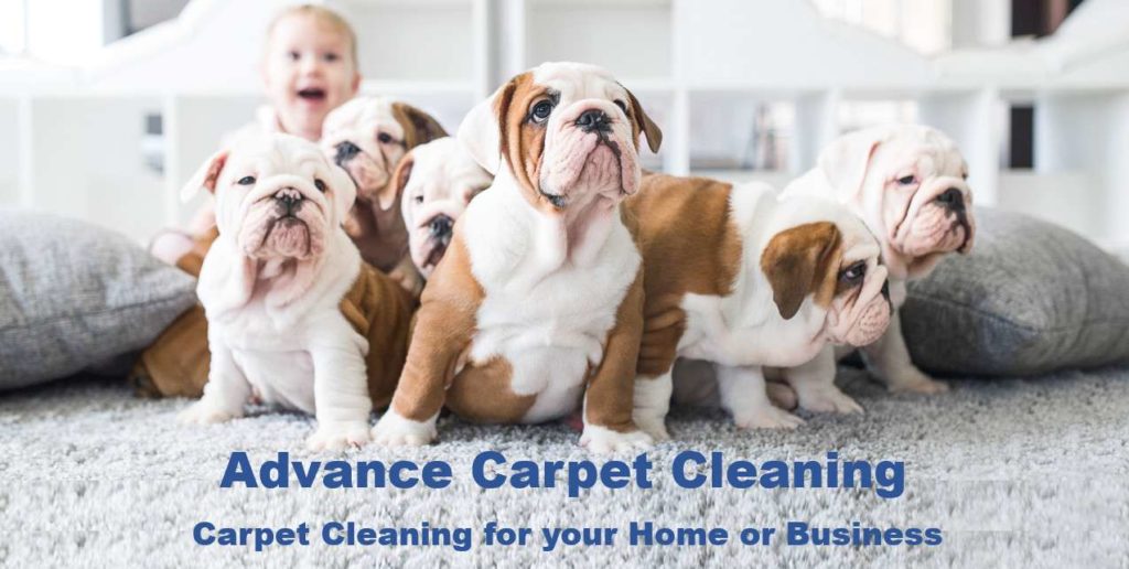 Pet Odor Cleaning