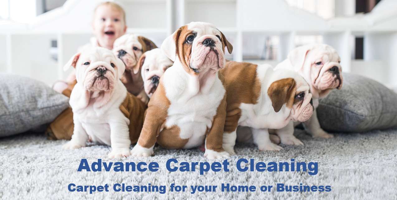 Advance Carpet Cleaning Denver